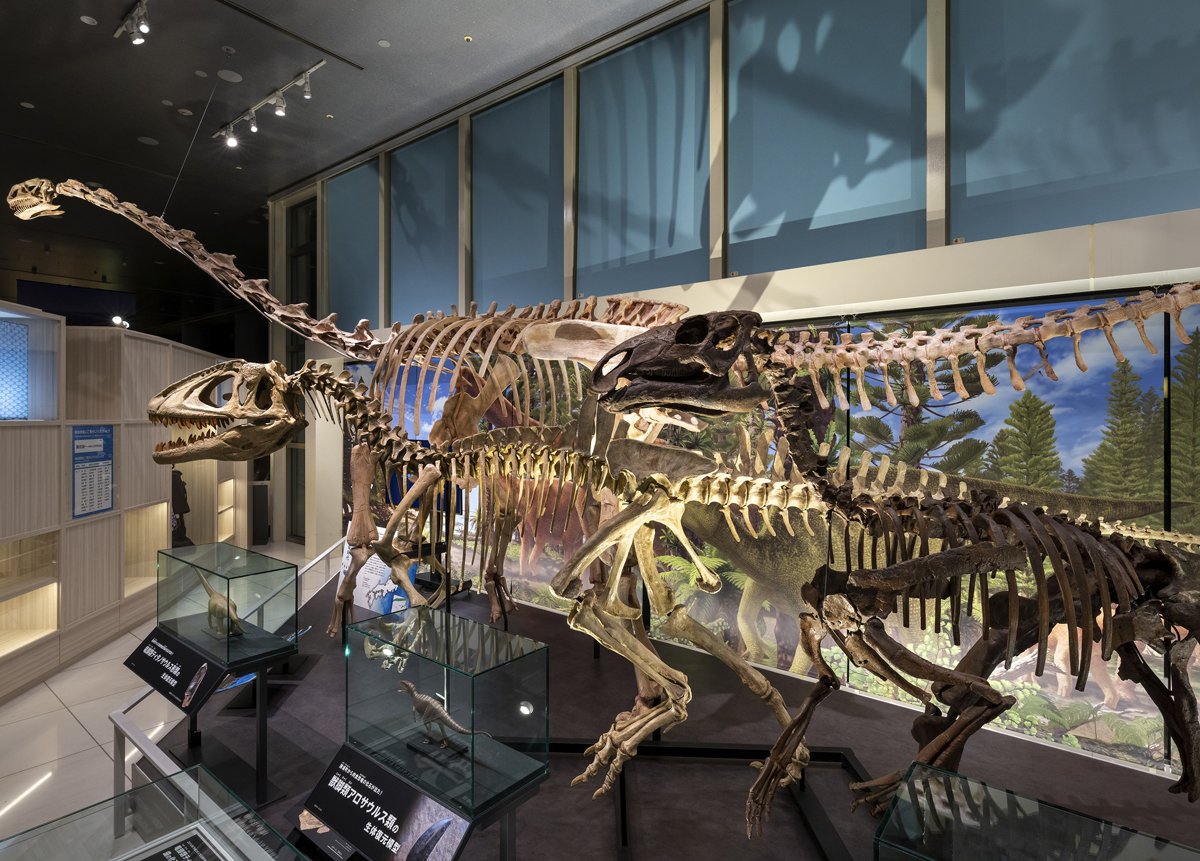 🏛️ 도쿠시마 현립 박물관 (도쿠시마 켄리츠 하쿠부츠칸) 이미지 3